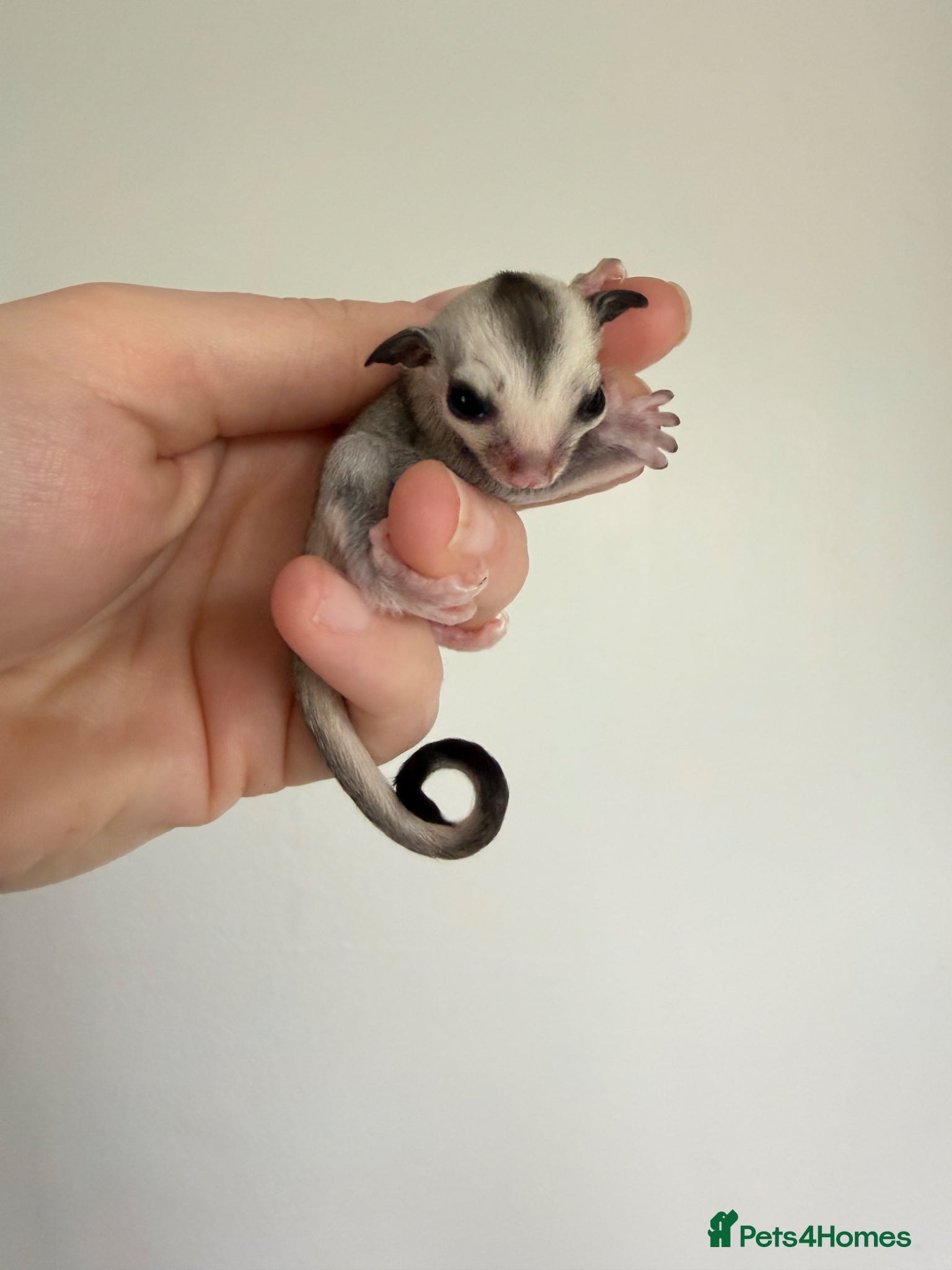 Sugar Glider rodents White face male Sugar glider available  - Advert 2