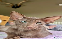 Oriental cats for sale: Outstanding Pedigree Oriental GCCF reg kittens - Image 30