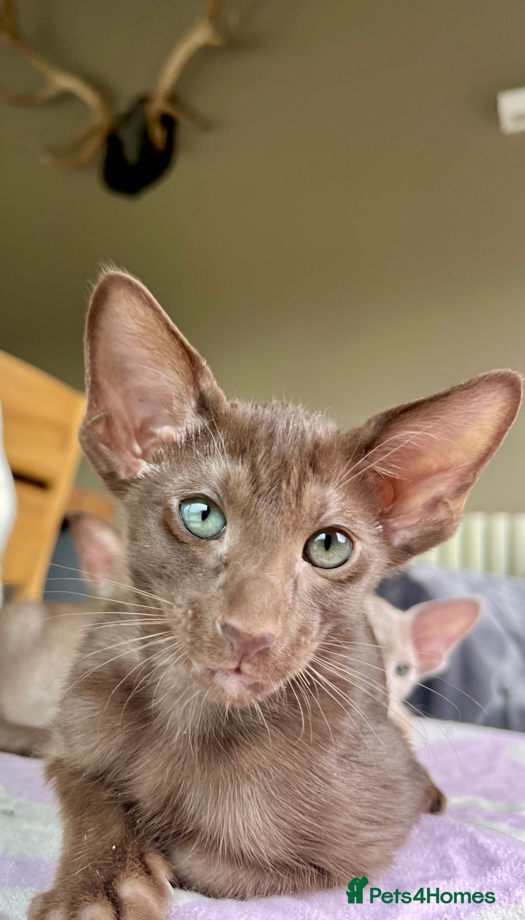 Oriental cats for sale: Outstanding Pedigree Oriental GCCF reg kittens - Image 30