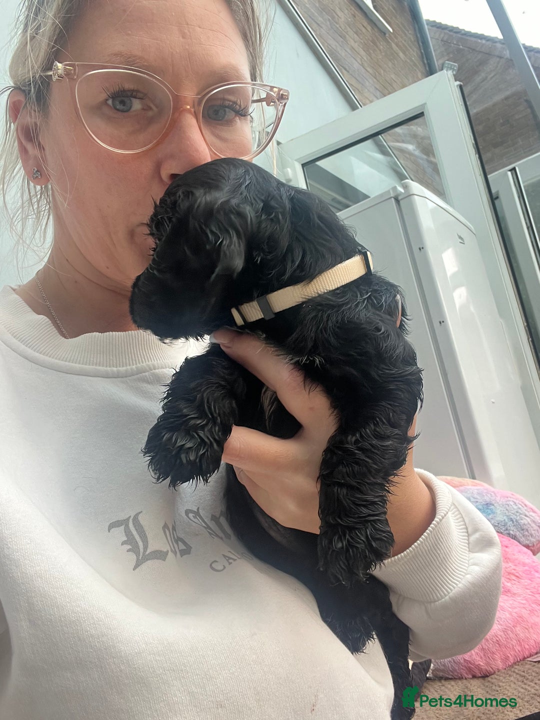 Cocker Spaniel dogs for sale: Only 4 babies left  - Image 13