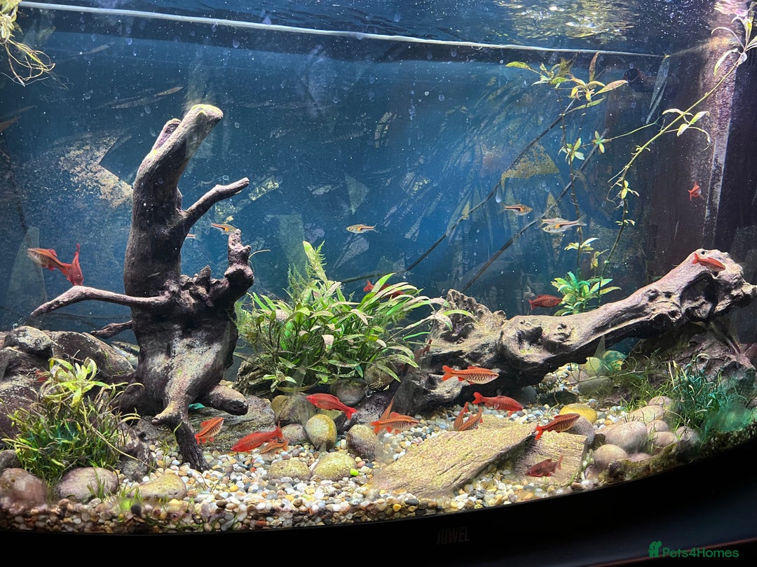 Other/Mixed Breed fish for sale: Fish and 180 litre fish tank free to a good home - Advert 1