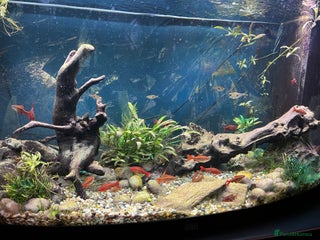 Other/Mixed Breed fish Fish and 180 litre fish tank free to a good home - Advert 5