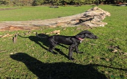 Mixed Breed dogs for sale: Adorable Saluki Pointers - Image 9