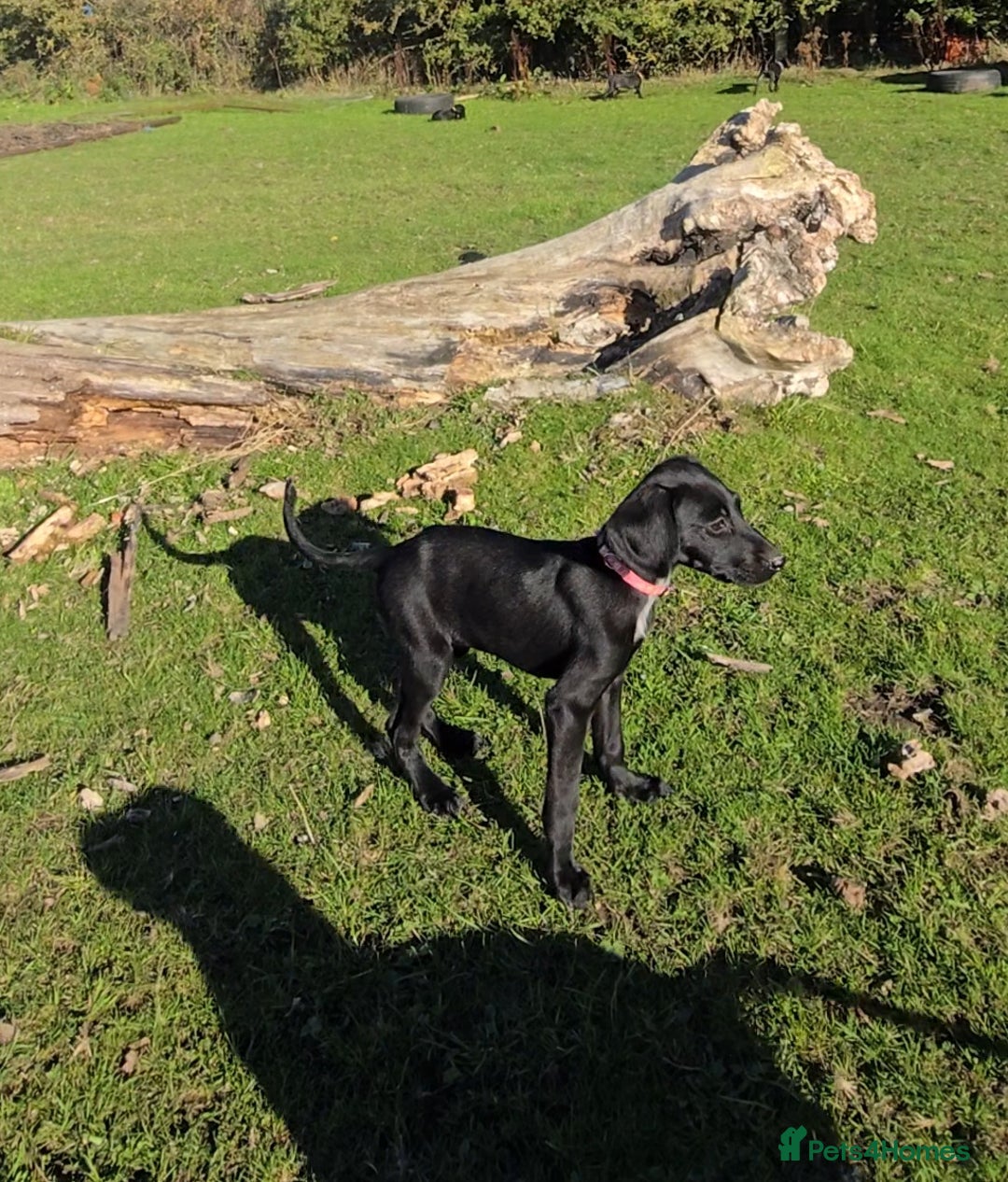 Mixed Breed dogs for sale: Adorable Saluki Pointers - Image 9