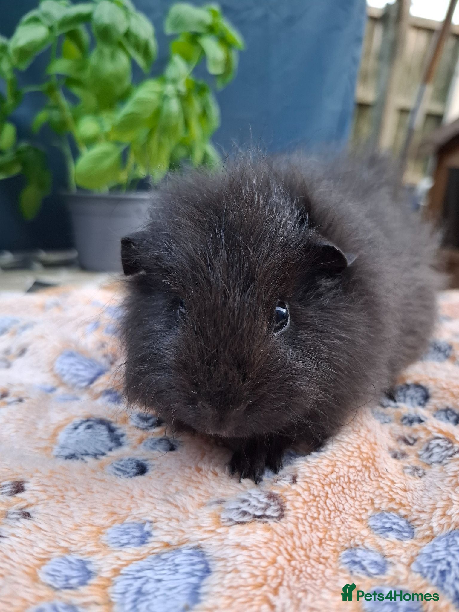 Guinea Pig rodents Swiss, Cali, Self Black & Smooth Baby Guinea Pigs - Advert 1