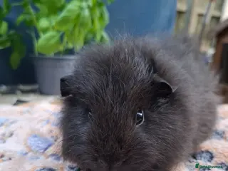 Guinea Pig rodents Swiss, Cali, Self Black & Smooth Baby Guinea Pigs - Advert 21