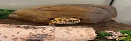 Gecko reptiles for sale: Leopard gecko  - Advert 3