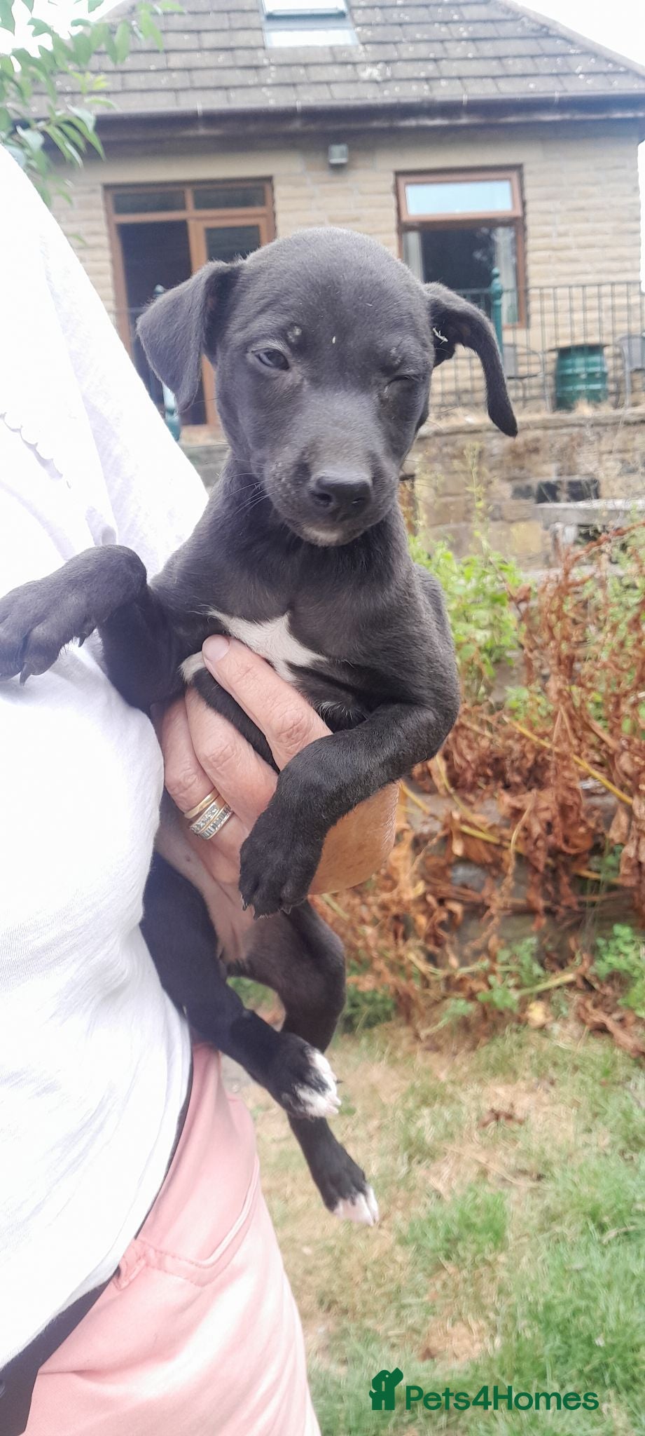Bedlington Terrier dogs Bedlington whippet puppies  - Advert 3