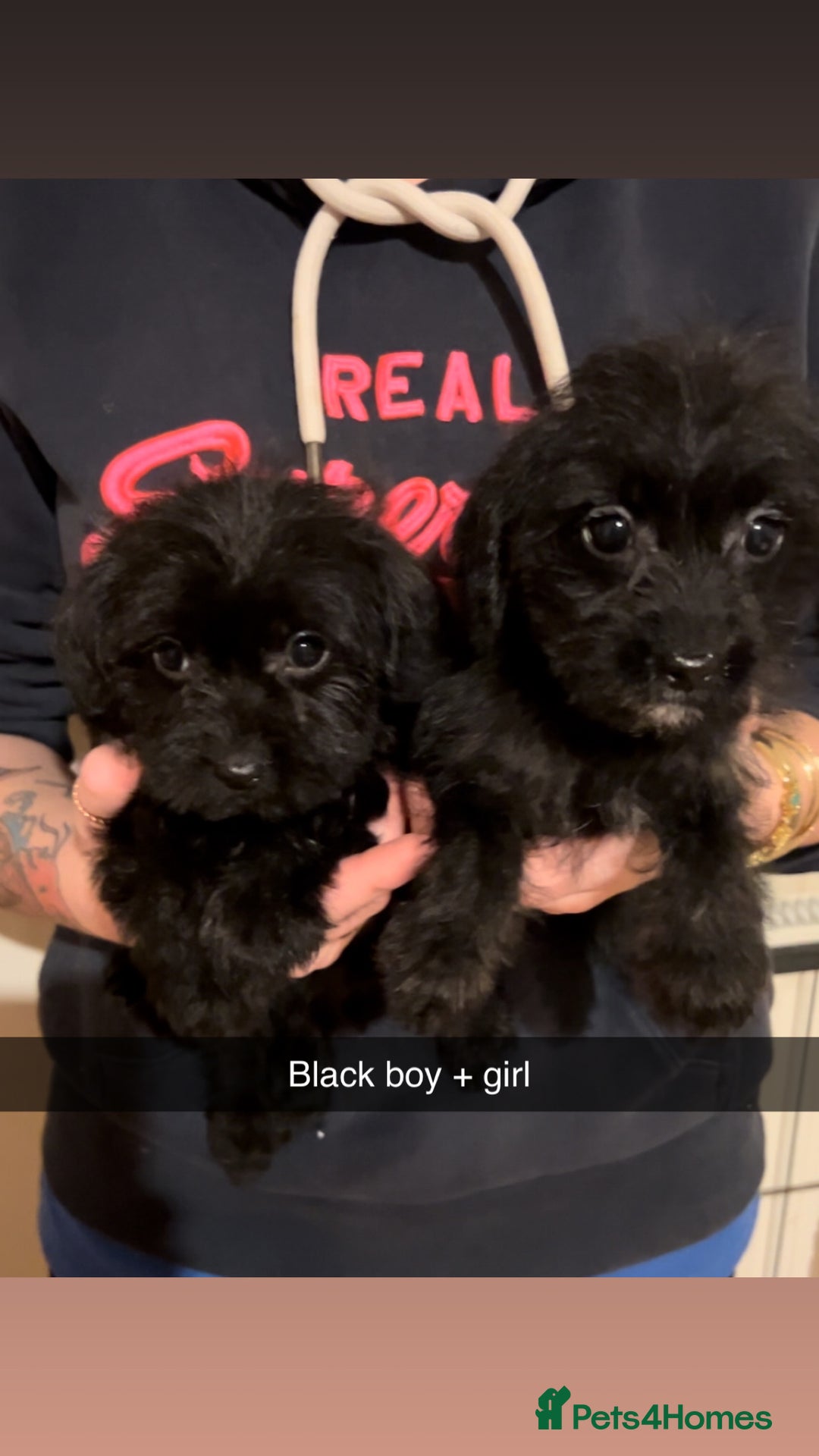 Jackapoo dogs for sale: Jackapoo - Image 3