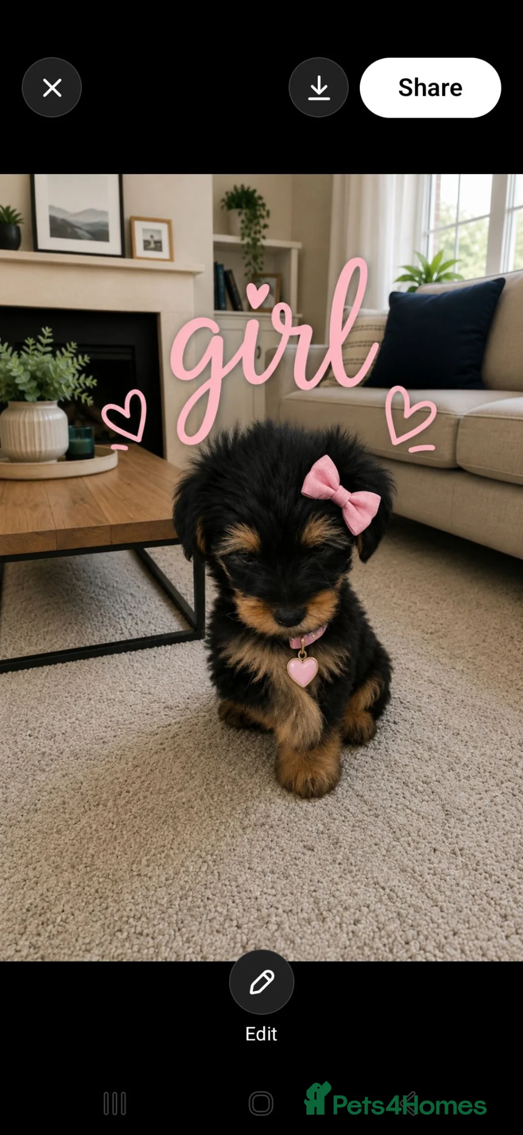 Yorkshire Terrier dogs for sale: 4 amazing yorkies 2 girls 2 boys  - Advert 2