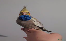 Cockatiels birds for sale: Hand reared silly tame DNA sexed baby cockatiels  - Image 12