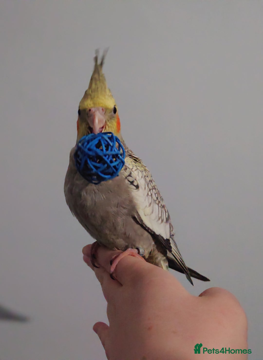 Cockatiels birds for sale: Hand reared silly tame DNA sexed baby cockatiels  - Image 12