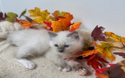 Ragdoll cats for sale: Adorable Ragdoll Kittens - GCCF registered - Image 5