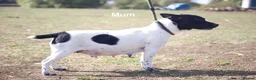 Jack Russell dogs for sale: Short Legged Jack Russel Puppies - Advert 15