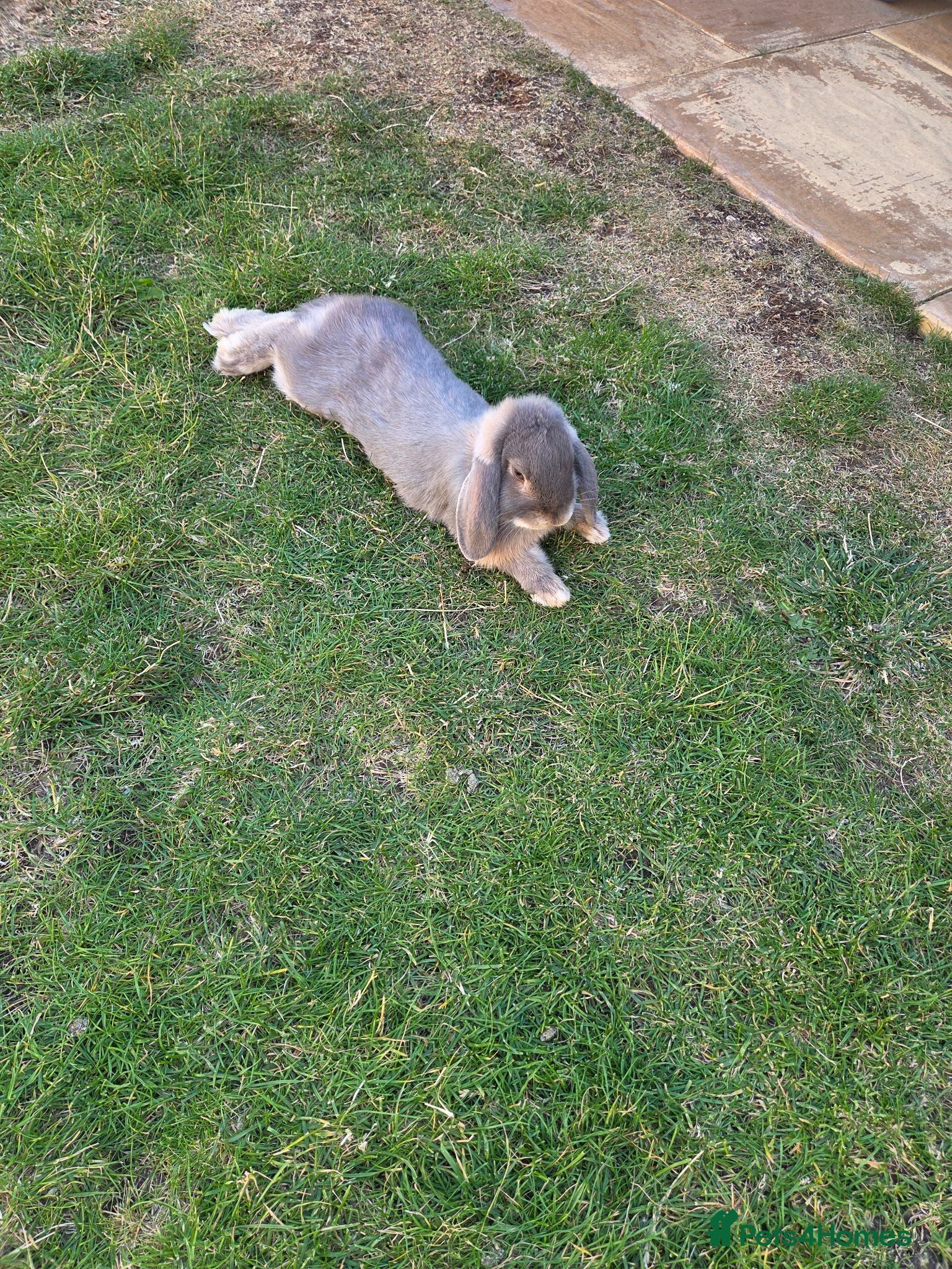 Mini Lop rabbits Mini Lop Male - Advert 12