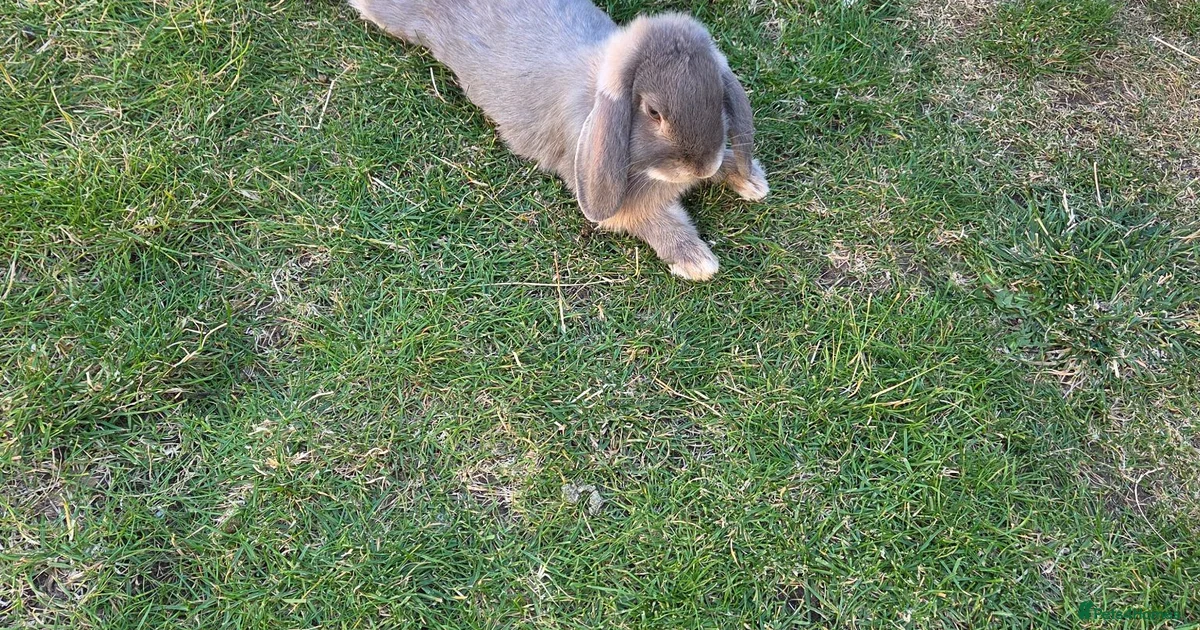 Rabbits for Sale for sale | Pets4Homes