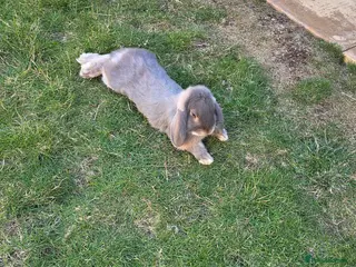 Mini Lop rabbits Mini Lop Male and Hutch - Advert 1