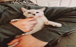 Bengal cats for sale: Pure bred Snow Bengal / Snow Leopard kittens - Image 4