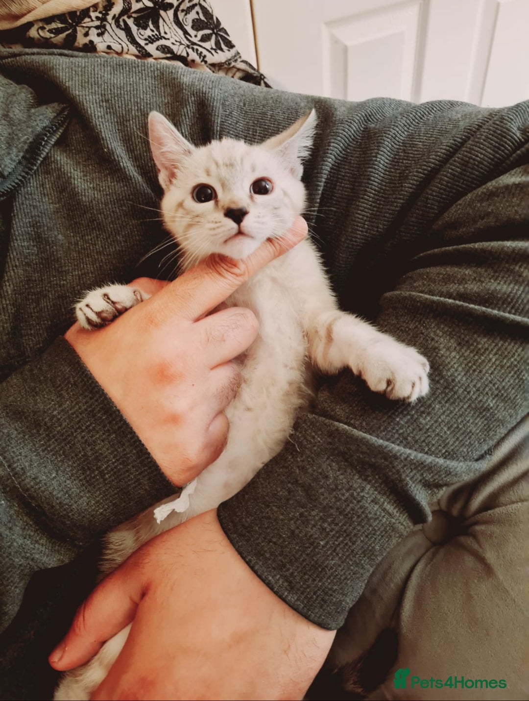 Bengal cats for sale: Pure bred Snow Bengal / Snow Leopard kittens - Image 4