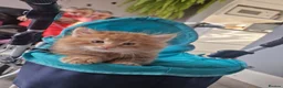 Norwegian Forest Cat cats for sale: Beautiful ginger Norwegian kittens  - Advert 16