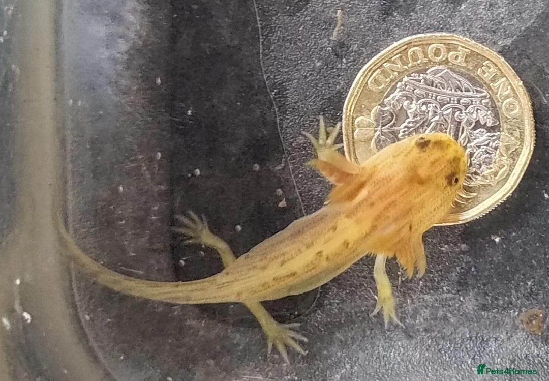 Axolotl reptiles for sale: Axolotls, various colours, quan discount available - Advert 2