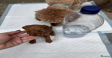 Toy Poodle dogs - Advert 2
