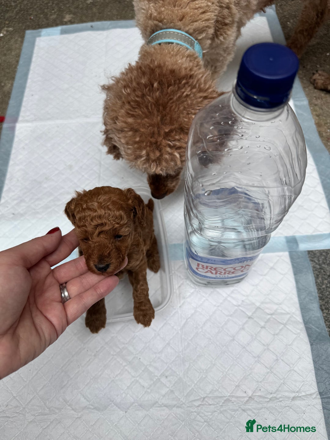 Toy Poodle dogs for sale: Deep red extra Tiny toy poodle KC registered puppy - Image 3