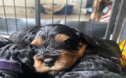 Cavapoo dogs for sale: Beautiful F1 cavapoos phantom 3 girls left 💜💖❤️ - Image 16