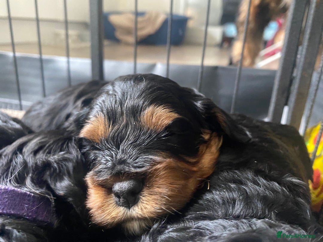 Cavapoo dogs for sale: Beautiful F1 cavapoos phantom 3 girls left 💜💖❤️ - Image 16