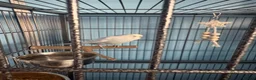 Budgerigars birds for sale: Blue and white budgie  - Advert 3