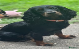 Cocker Spaniel dogs for sale: KC cocker spaniel puppies - Image 4