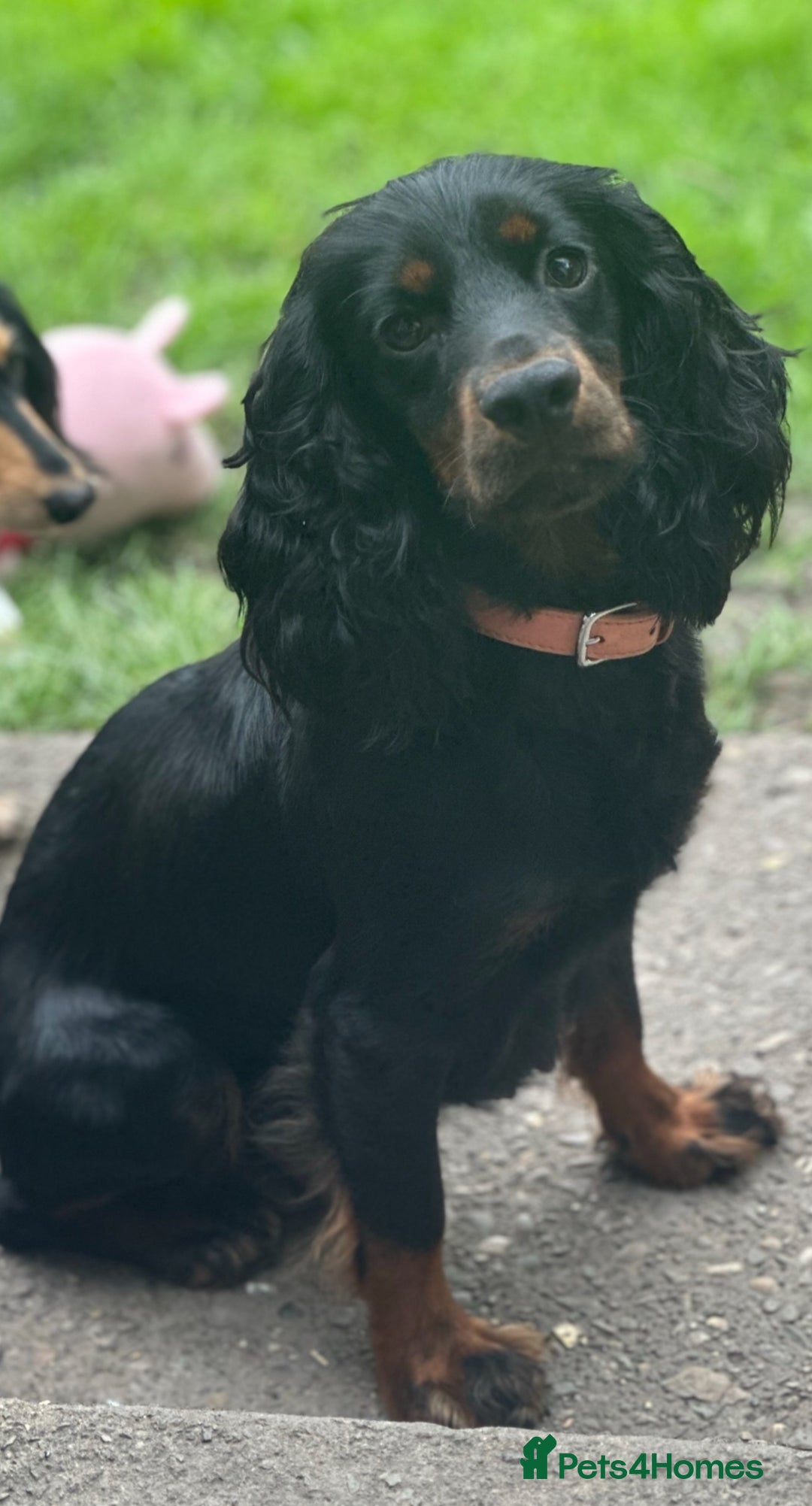 Cocker Spaniel dogs for sale: KC cocker spaniel puppies - Image 4