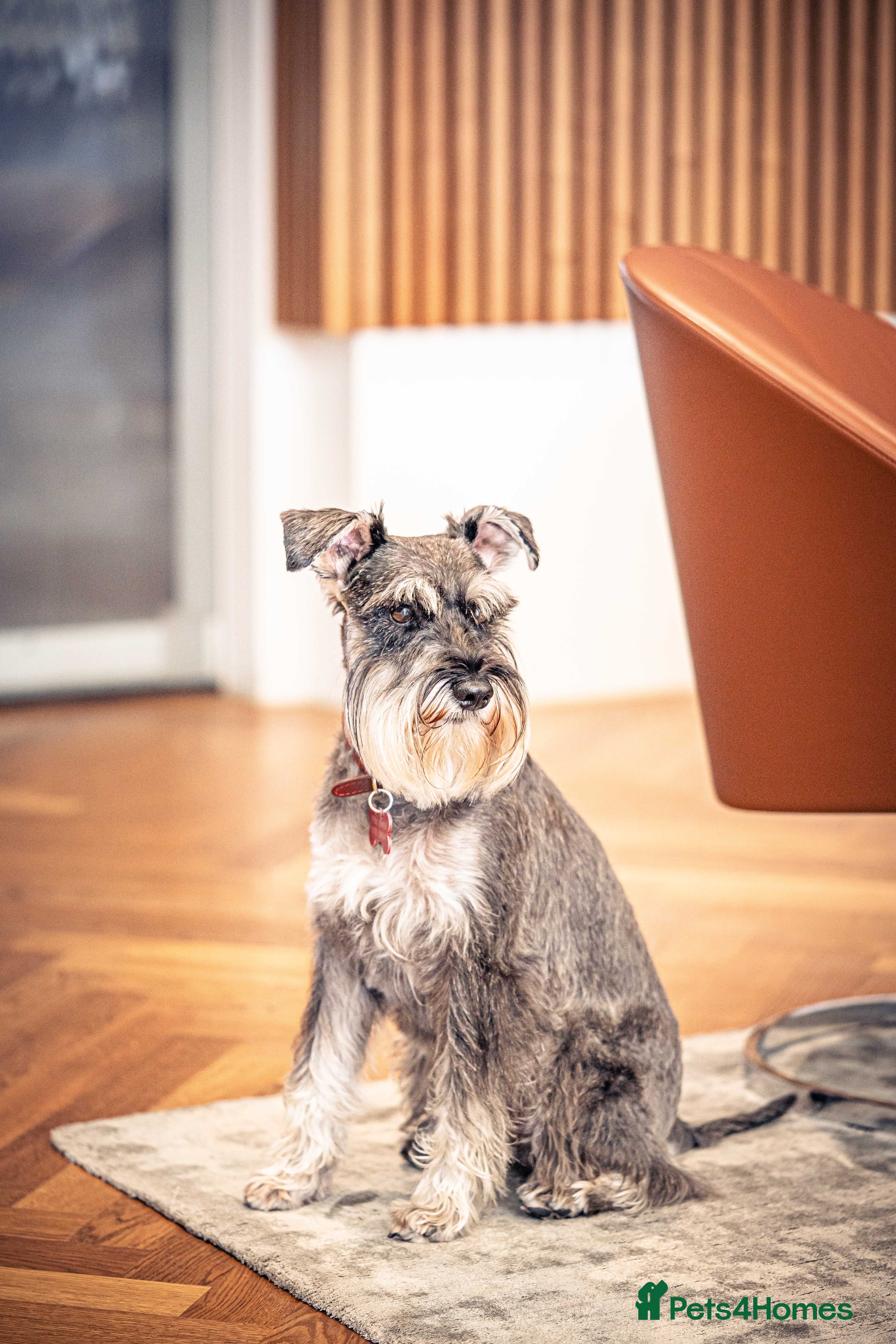 Miniature Schnauzer dogs Merlin the Magnificent  - Advert 14
