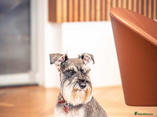 Miniature Schnauzer dogs Merlin the Magnificent - Advert 1