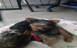 Yorkshire Terrier dogs for sale: Tiny gorgeous baby yorkies  - Image 26