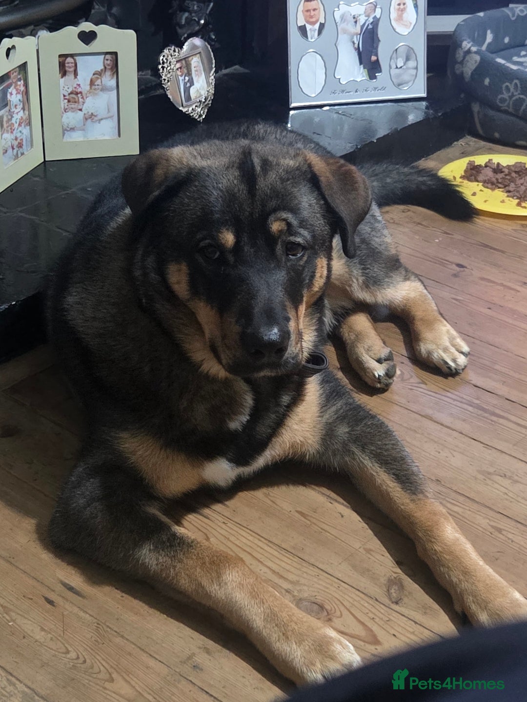 Mixed Breed dogs for sale: Rottsky for sale - Advert 2