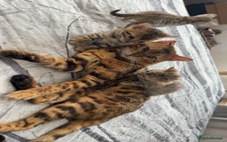 Bengal cats for sale: Bengal Kittens🐱 - Advert 3