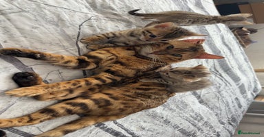 Bengal cats Bengal Kittens🐱 - Advert 9