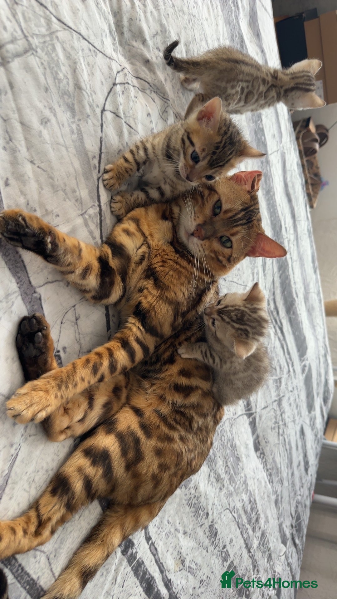 Bengal cats for sale: Bengal Kittens🐱 - Advert 3