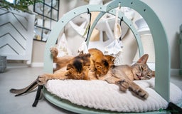 Abyssinian cats for sale: Champion Line Abyssinians- Rare Beauty- TICA reg. - Image 29