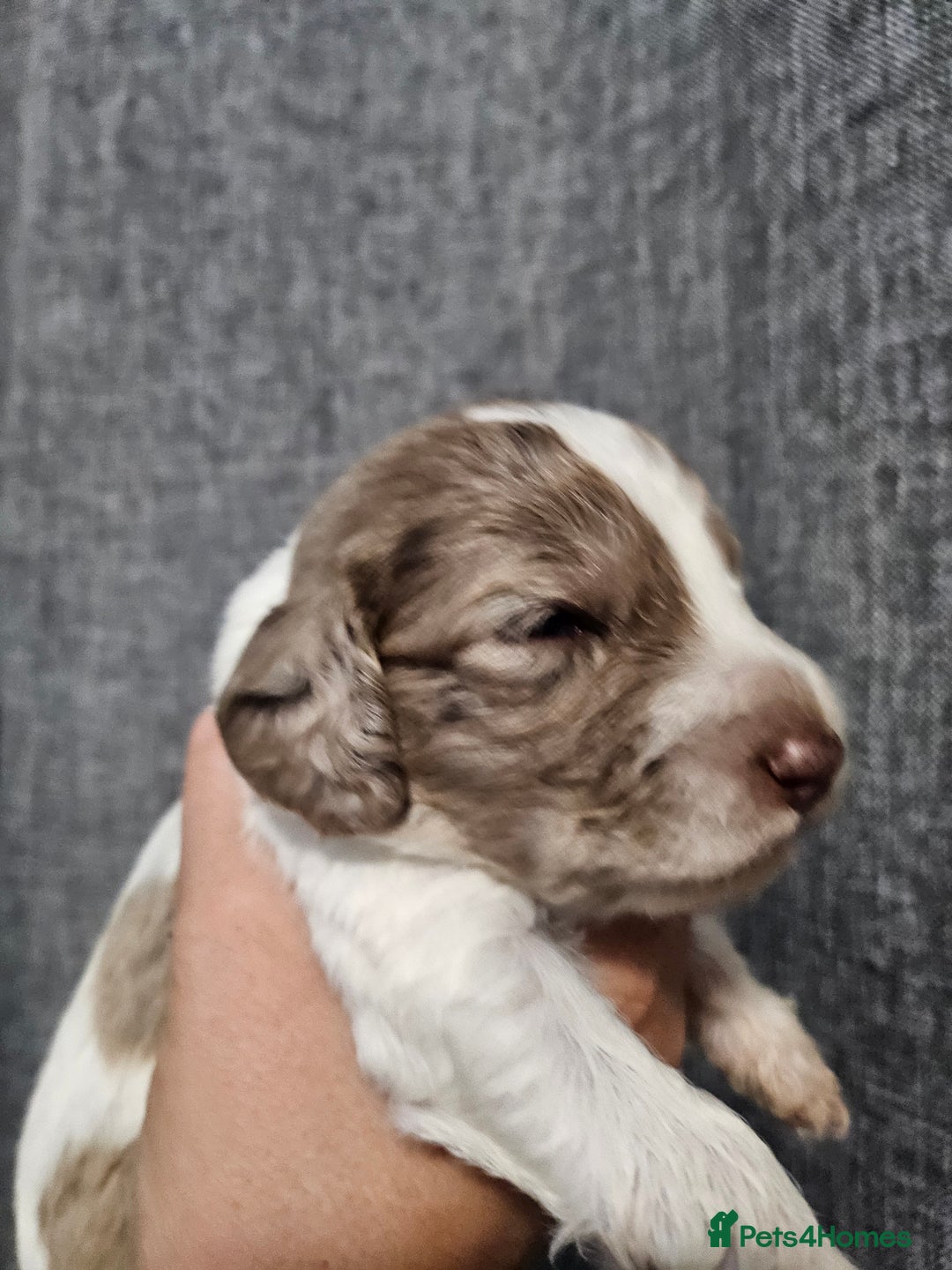 Cockapoo dogs for sale: Cockapoo puppies - Image 19