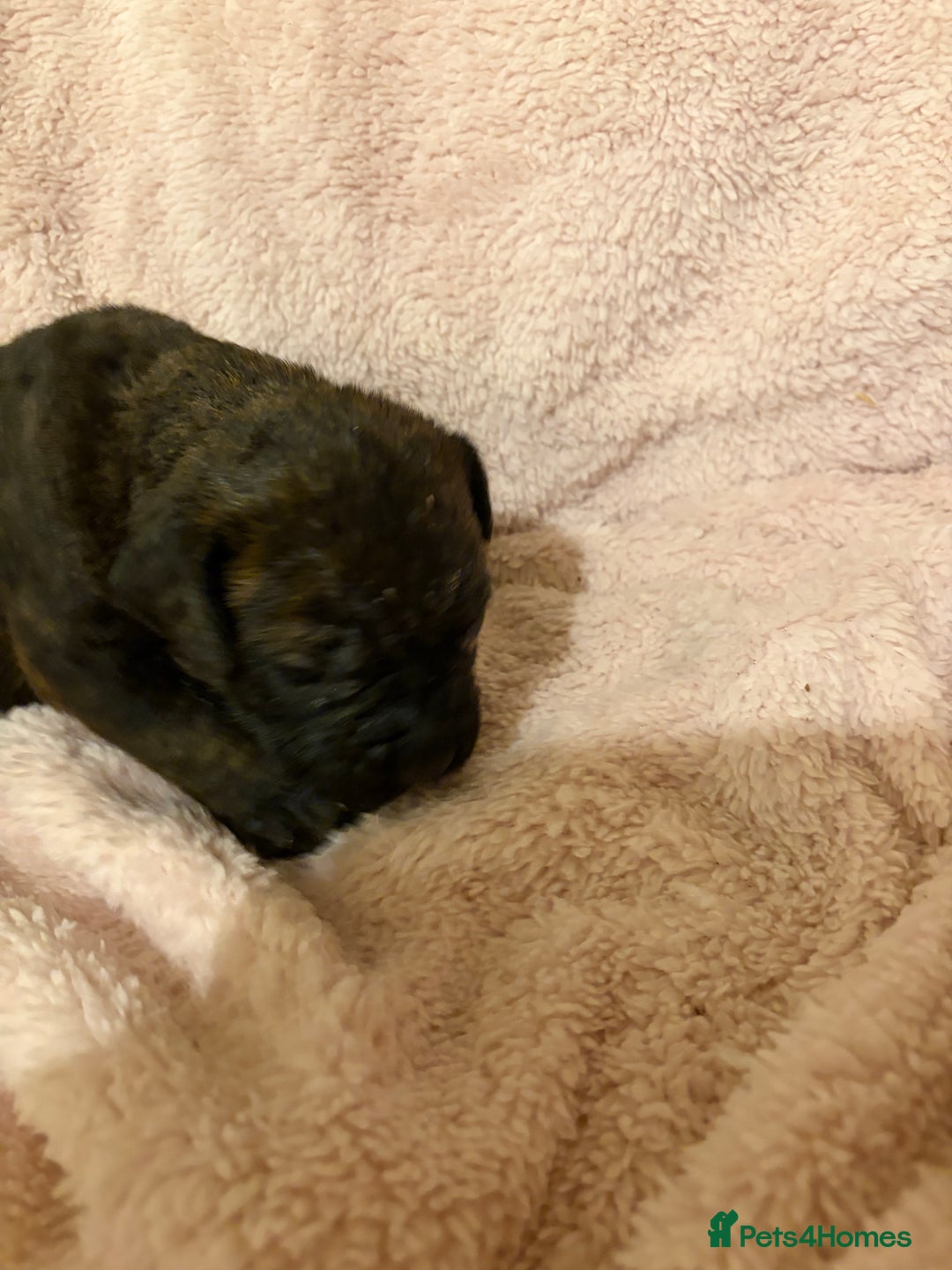 Bullmastiff dogs for sale: Stunning bullmastiff puppies  - Advert 2