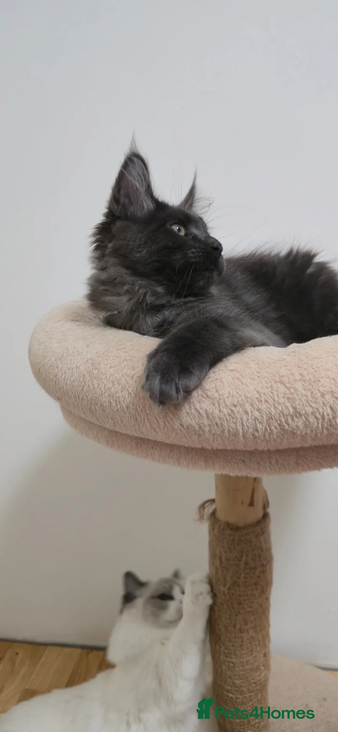 Maine Coon cats for sale: Mainecoon kittens TICA REGISTERED stunning - Advert 29