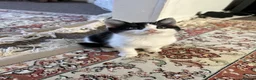 British Shorthair cats for sale: Cute British shorthair Kittens  - Advert 10