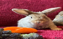 Mixed Breed rabbits for sale: Minilop, lionhead and mixed breed baby rabbits. - Image 8