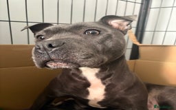 Staffordshire Bull Terrier dogs for sale: Blue staffordshire bull terrier puppies  - Image 1