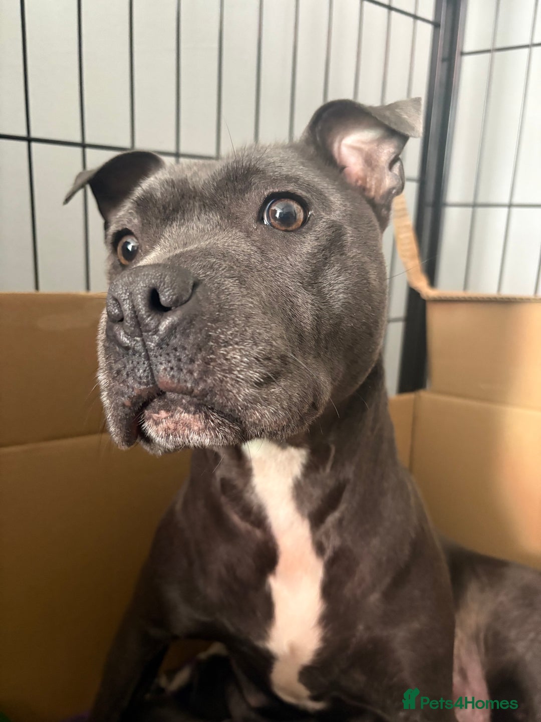 Staffordshire Bull Terrier dogs for sale: Blue staffordshire bull terrier puppies  - Image 1