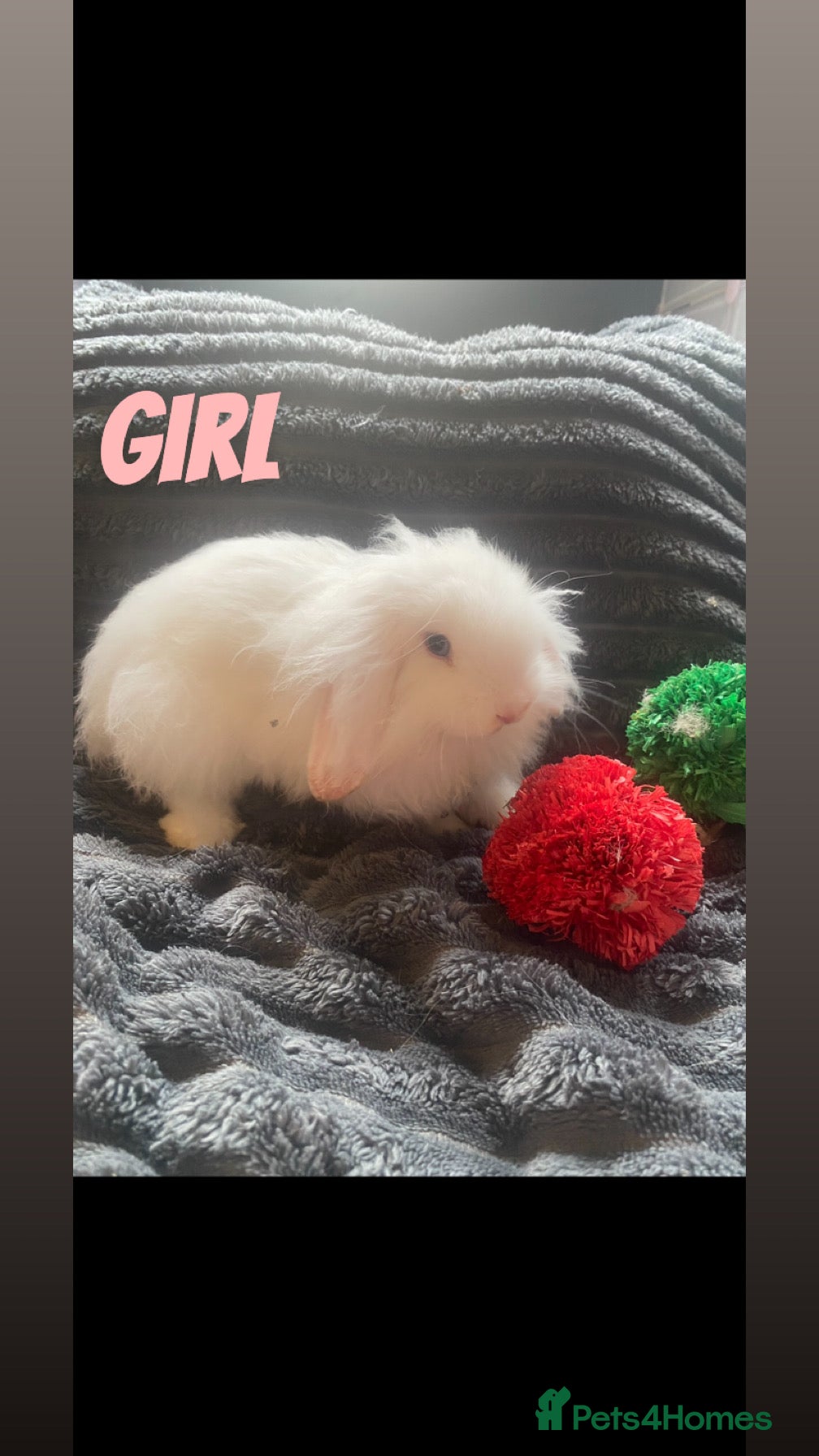 Cashmere Lop rabbits Cashmere Holland lop bunnies - Advert 2