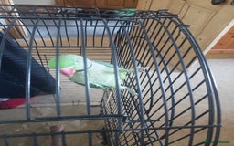 Parrots birds for sale: Parrot for sale - Advert 5