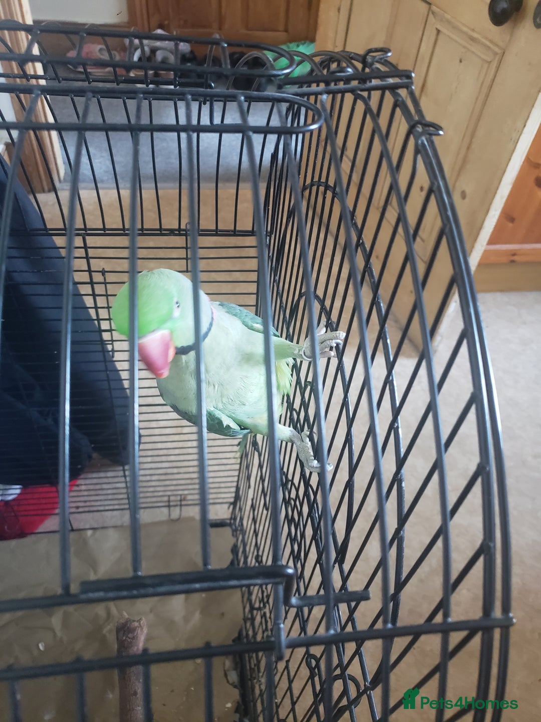 Parrots birds for sale: Parrot for sale - Advert 5